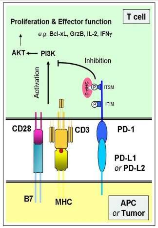 PD-1 is Important for Immune Tolerance PD-1 is an activation antigen expressed on T and B lymphocytes PD-1 interacts with its ligands (PD-L1 and PD-L2) to inhibit