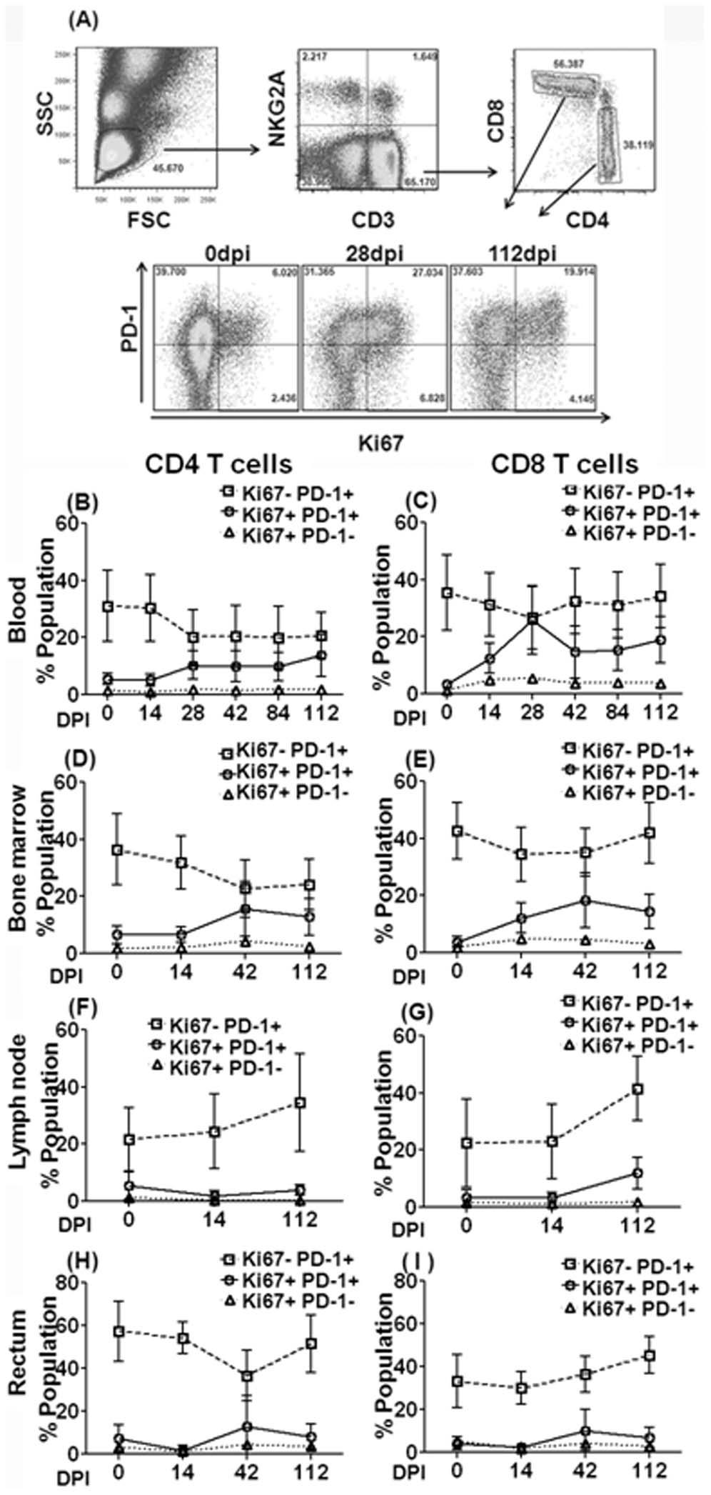 cells during ART and an increase in Ki67 + PD-1 negative CD4 T cells correlating with the viral rebound, similar to CD8 T cells.