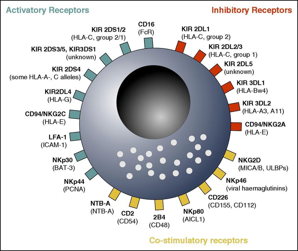 NK Cells - Large, granular lymphocytes of the innate immune system - Diverse function : First response cytolytic effector function against virus infected and tumor transformed cells