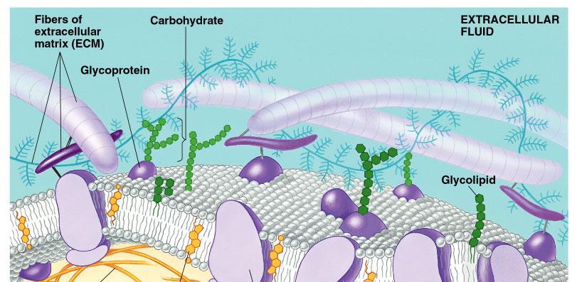 Carbohydrates Function: cell-cell recognition; developing organisms
