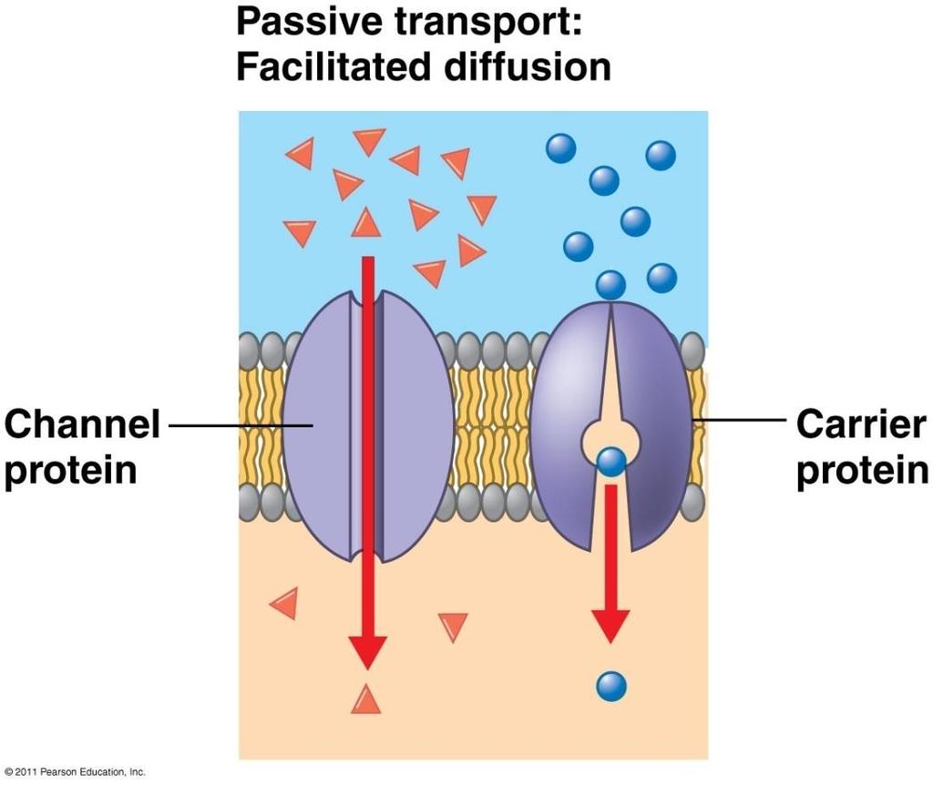 Facilitated Diffusion Transport proteins (ion channels, carrier proteins) help hydrophilic substance