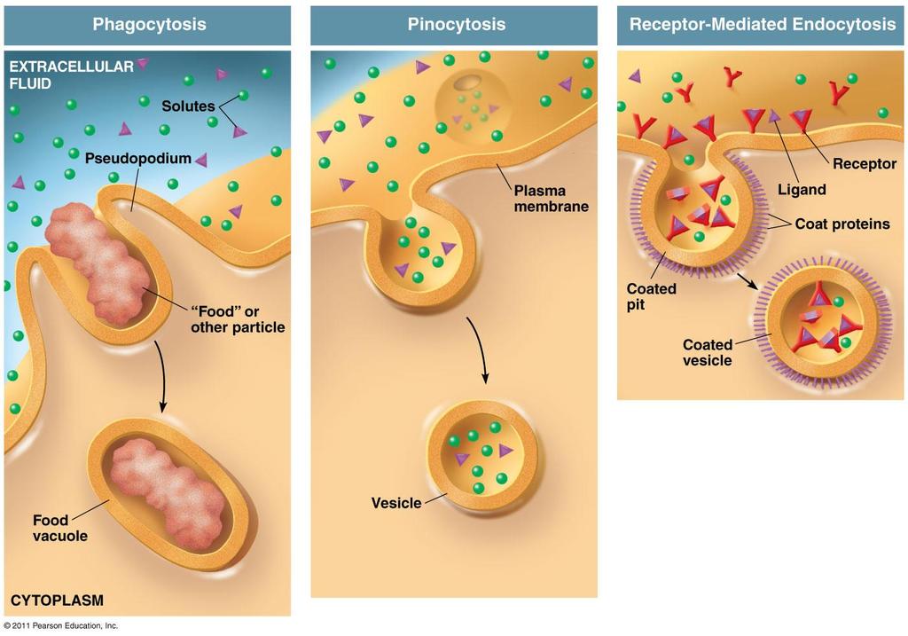 Types of Endocytosis Phagocytosis: cellular eating - solids Pinocytosis: cellular drinking