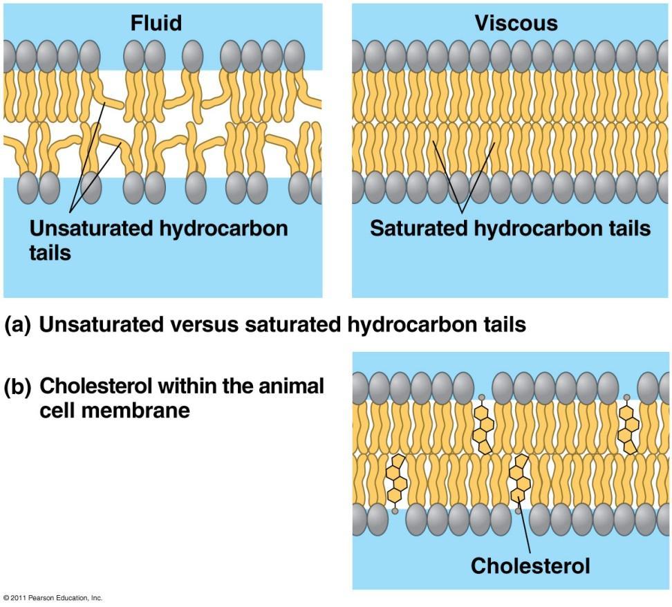 Membrane fluidity Low temps: phospholipids w/unsaturated tails (kinks prevent close packing) Cholesterol resists changes by: limit fluidity