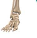 tibia (shinbone) come together at the