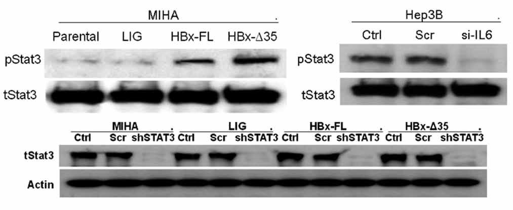 # Li et al # (a) (b) (c) (d) (e) (f) (g) (h) (i) FIG 2. Role of STAT3 in HBx-induced mir-21 expression: (a) Phosphorylation of STAT3 was promoted in MIHA cells expressing HBx-FL and HBx-Δ35.