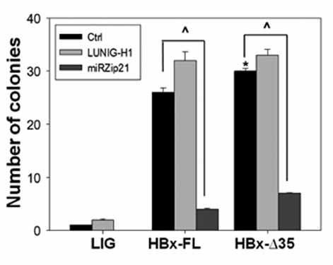 Coexpression of mirzip-21 was able to inhibit the subcutaneous tumour formation ability of HBx expressing cells.