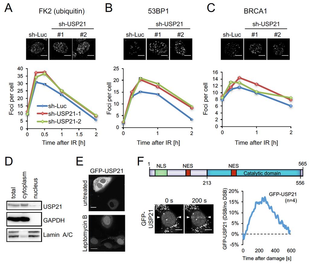 Supplementary Figure 3. USP21 loss promotes ubiquitination, 53BP1 and BRCA1 foci formation at DSBs.
