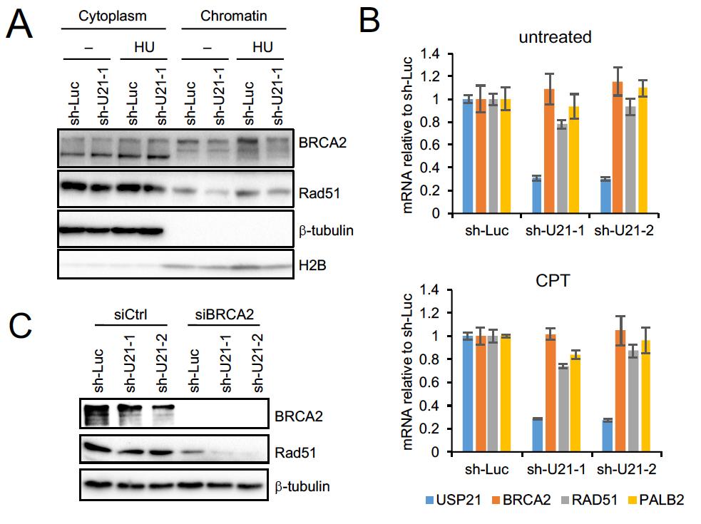 Supplementary Figure 4. Chromatin association and expression of Rad51 and BRCA2 upon USP21 loss.