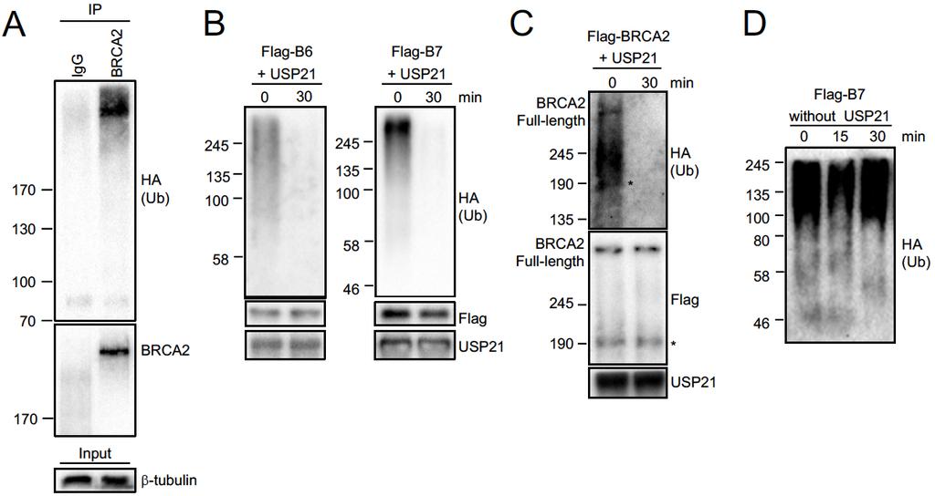 Supplementary Figure 5. USP21 deubiquitinates BRCA2 in vitro. (A) Denaturing IP of endogenous BRCA2 in HA-Ub-transfected HEK293T cells after 3 h of MG-132 treatment.