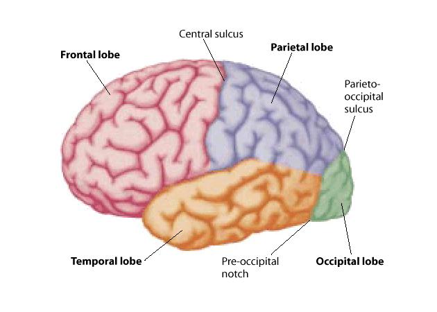 Each cerebral hemisphere has three surfaces;