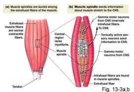 Muscle Sensory Organs Provide Sensory Feedback to Brain for Regulating Muscle Tone & Contraction. 2 