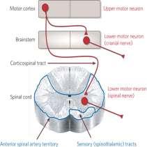 Muscle Spindle apparatus: - Senses muscle Stretch > Sudden rapid stretch = more contractile force > slow stretch = less contractile force 2) Stretch Spindle Contains: A) Extrafusal fibers thick