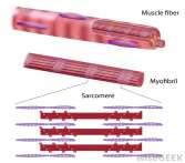Cardiac muscle versus smooth muscle: BOTH are: - autorhythmic (stimulus for contraction initiated from within) - regulated by autonomic motor N.S. - involve Ca +2 release BUT: REVIEW!!! 1.