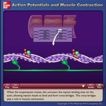 Role of ATP and ADP in muscle contraction: Myosin heads pulling on actin involves: