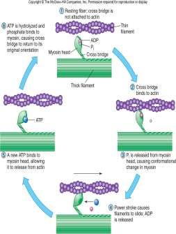 Power Stroke (myosin pulls on actin) 5) ATP binds -myosin breaks crossbridge -ATP