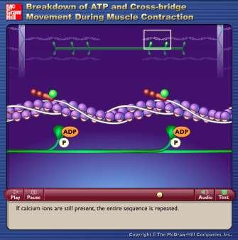 Role of ATP and ADP in muscle contraction: Grip & Re-grip Action of Myosin with Actin requires ADP & ATP ADP is needed for myosin head to grip active
