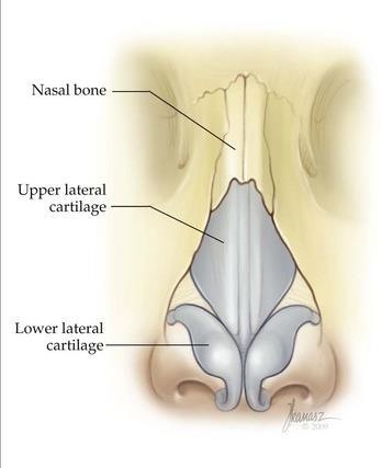 NASAL AIRFLOW - VALVES resistance to airflow in the
