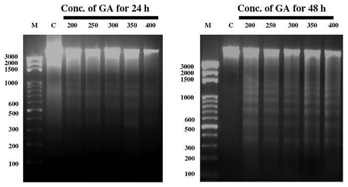 ONCOLOGY REPORTS 28: 2069-2076, 2012 2073 Figure 4. GA induces DNA fragmentations of WEHI-3 cells.