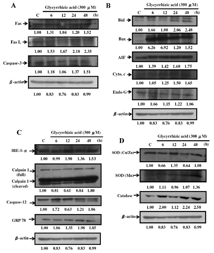 2074 CHUEH et al: GLYCYRRHIZIC ACID TRIGGERS APOPTOSIS IN WEHI-3 MOUSE LEUKEMIA CELLS Figure 6. GA affects apoptosis-associated proteins in WEHI-3 cells.