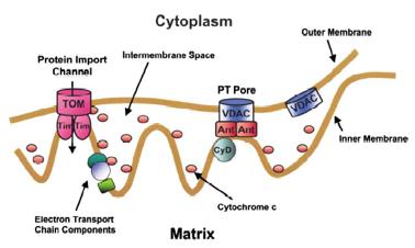Mitochondrial Porin or PTP (permeability transition pore)