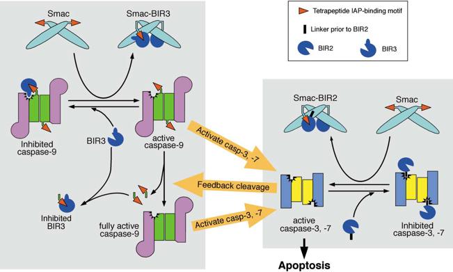 Mechanisms of Caspase Activation and