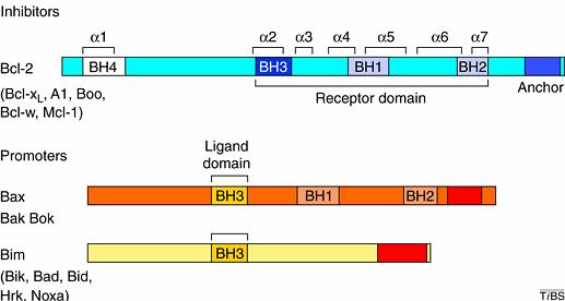 Bcl-2-Type Proteins are Characterized by a