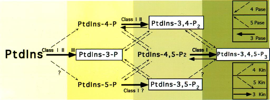 PtdIns-Dependent Second Messengers