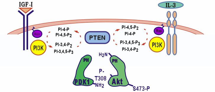 PIP3-Dependent Cell Responses