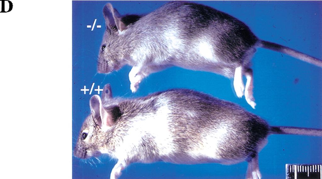 Decreased Akt Gene Function = Mini-Mice