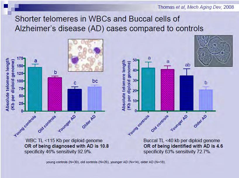 Absolute telomere length (Kb per diploid genome) 50 40 30 20 10 0 a Young controls a Old controls ab Younger AD b