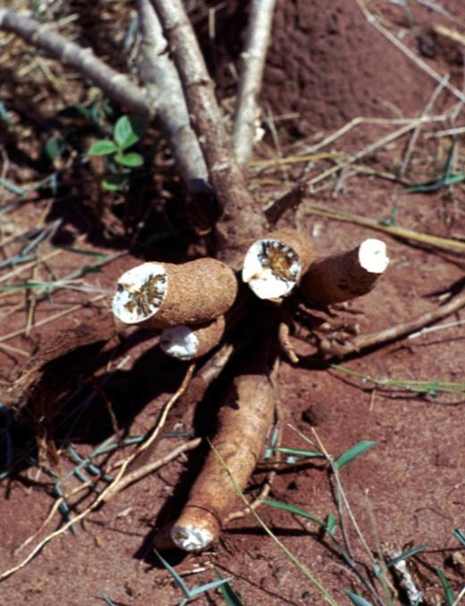 About this booklet Disease Control in Cassava Farms This booklet is one in a set of field guides prepared by the International Institute of Tropical Agriculture (IITA) to increase the technical