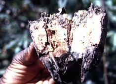 Cassava root rot diseases Cassava root rot diseases are caused by various kinds of fungi living on or in the soil.