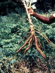 Why are cassava diseases important? Cassava pests are important because they reduce the yield from the crop. They cause food and income losses from cassava in the following ways.