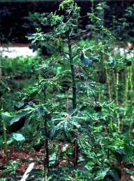 diseases, and understand how cassava diseases spread, and combine appropriate practices to control cassava diseases and grow a healthy crop of cassava.