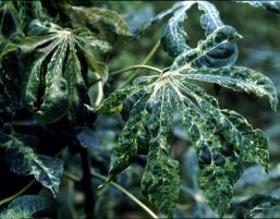 What are the common cassava diseases? The common diseases of cassava are cassava mosaic disease, cassava bacterial blight, cassava anthracnose disease, cassava bud necrosis, and root rots.