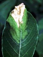 Cassava bacterial blight Cassava bacterial blight is caused by a bacterium which occurs inside cassava leaves and stems.