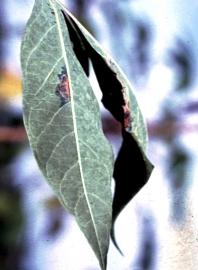 The lesions occur between leaf veins and are most evident on the lower surfaces of the leaves (Figure 7). The lesions are small, not completely round in shape, and have a few angles at their edges.