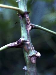 Damage symptoms: Cassava anthracnose disease appears as cankers ( sores ) on the stems and bases of leaf petioles (Figure 11).