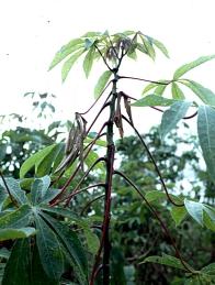 Soft parts of cassava stems become twisted under severe attack by the disease. The disease usually starts at the beginning of the rains and worsens as the wet season progresses.
