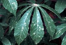 Leaf spot diseases Cassava leaf spot diseases are caused by fungi. There are three different types, namely white leaf spot, brown leaf spot, and leaf blight.