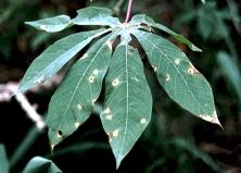 then serve as sources for spread of the diseases. Other crops attacked. Not much is known about the host crop range of cassava leaf spot diseases.