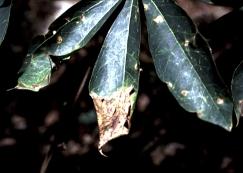 The brown spots occur between leaf veins, and their sizes and shapes are limited by the distance between these veins.