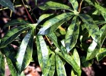 Stem and root diseases Cassava brown streak disease Cassava brown streak disease is caused by a virus. Presently the disease is reported only from cassava-growing regions in East and Southern Africa.