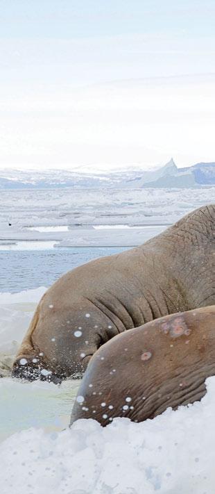 Subsistence hunting Walruses have been hunted by people for thousands of years and are particularly important to Indigenous peoples such as Inuit, Yupik, and Chukchi.