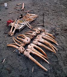 Over the past five hundred years but particularly in the eighteenth and nineteenth centuries, commercial hunting of walruses for oil, skin, meat and tusks resulted in huge declines of both Pacific