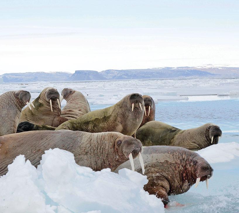 Diminishing returns Human activity coupled with diminishing sea ice means walrus herds are being forced to look for new platforms for feeding, mating and resting.