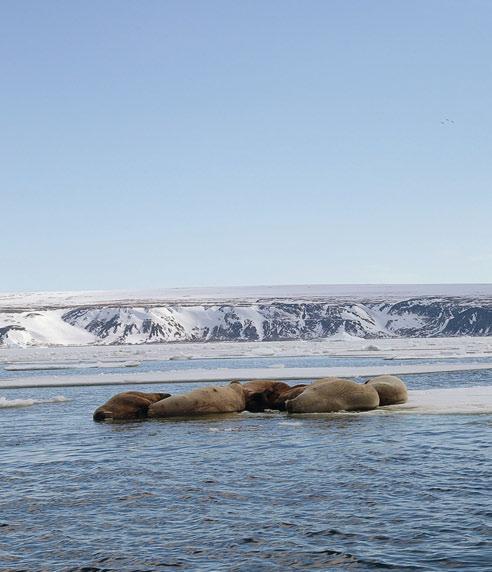 Recent plans for shipping and ice breaking through the walrus wintering grounds in the eastern part of Davis Strait pose a threat to walrus that are wintering in that area.