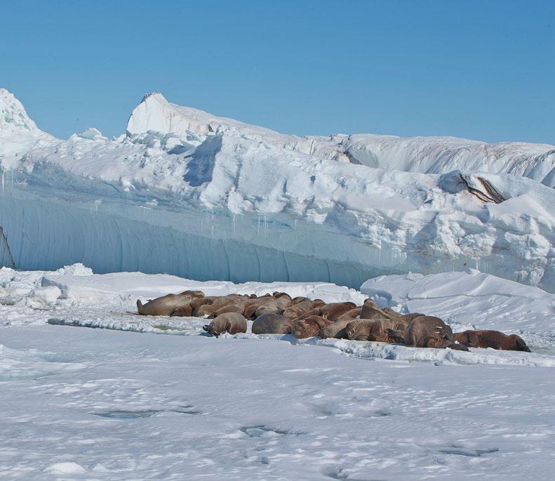 Declining sea ice means walruses will lose the second type of haulout platform.
