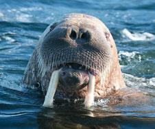 There are already signs that walruses in areas of Northwest Greenland with sea ice decline are using terrestrial haulouts in remote areas of Northern Canada during summer.