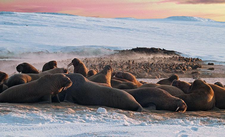 Photos: Anatoly Kochnev The world s largest haulout of Pacific walruses at Cape Serdtse-Kamen, Chukotka, Russia Exhausted female near the haulout Cape Blossom Somnitel naya Spit Chuckchi